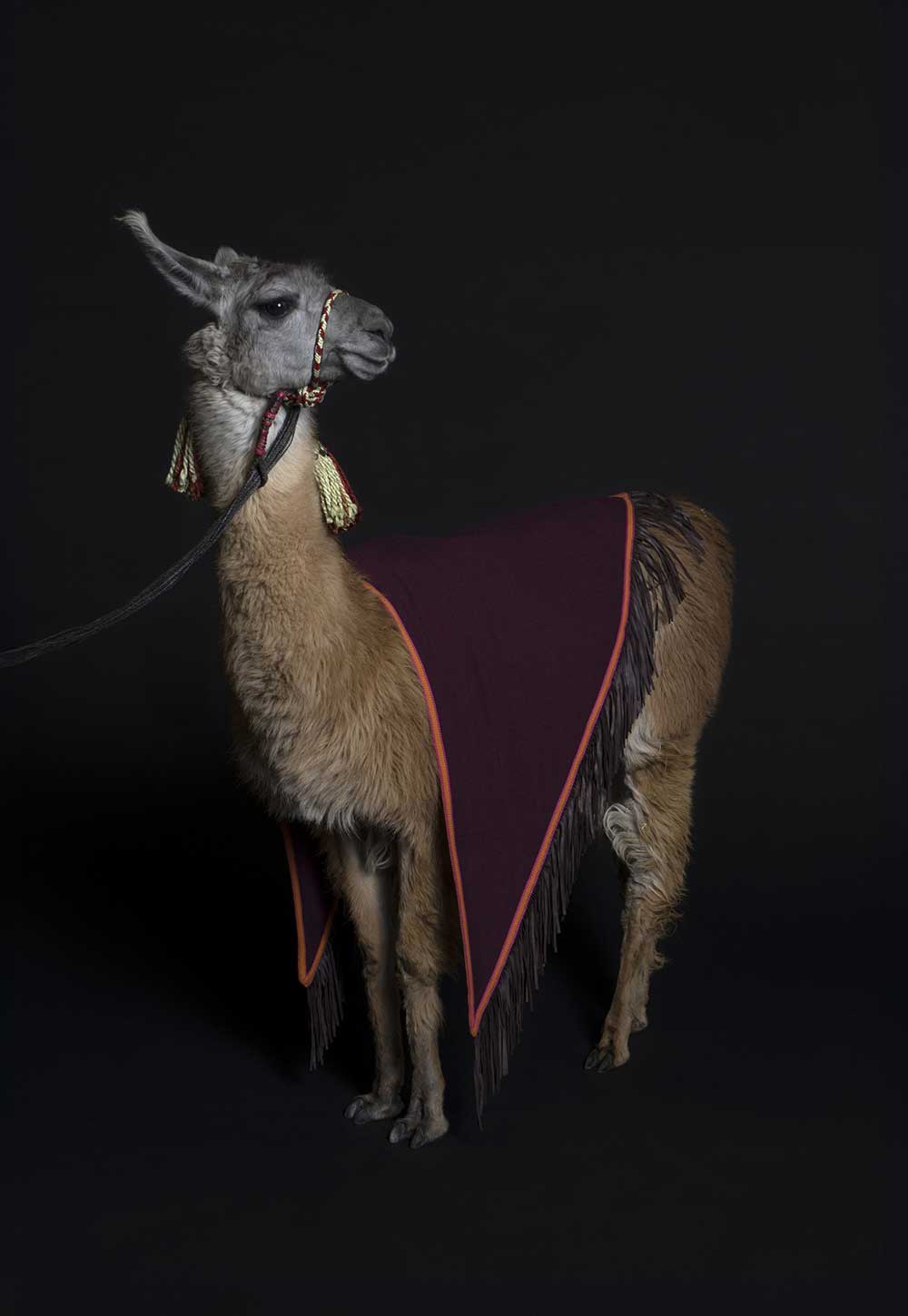 THE TRIANGOLO CAMOSCIO